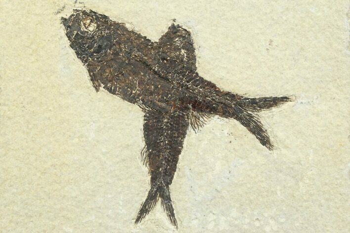 Multiple Fossil Fish (Knightia) Plate - Wyoming #356773